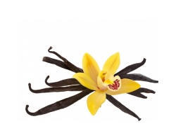 ΣΥΝΔΕΣΜΟΣ Flavour Βανίλια, Έλαιο με άρρωμα βανίλιας, 100 ml  ΣΥΝΔΕΣΜΟΣ Flavour Βανίλια, Έλαιο με άρρωμα βανίλιας, 100 ml