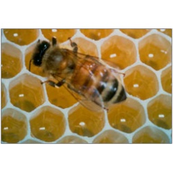 Βασιλικός πολτός