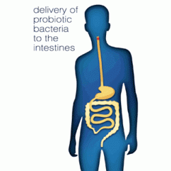 Προβιοτικά και Υγεία του Εντέρου