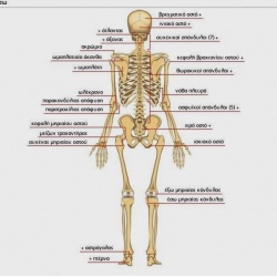 Άρθρωση- Υγεία οστών