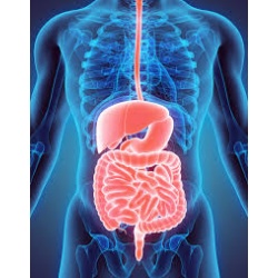 Γαστρεντερικό σύστημα