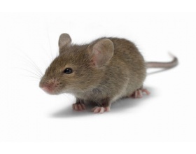 Mortal Βιταφαρμ Ε.Π.Ε. Παγίδες κόλλας για ποντικούς, κατσαρίδες και μυρμήγκια 2 τεμάχια