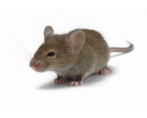 Mortal Βιταφαρμ Ε.Π.Ε. Παγίδες κόλλας για ποντικούς, κατσαρίδες και μυρμήγκια 2 τεμάχια Mortal Βιταφαρμ Ε.Π.Ε. Παγίδες κόλλας για ποντικούς, κατσαρίδες και μυρμήγκια 2 τεμάχια