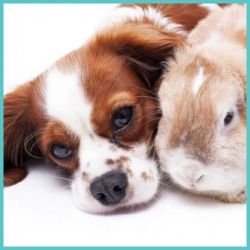 Κτηνιατρικά