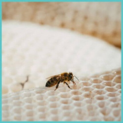 Μελισσοκομία Μελισσοκομία