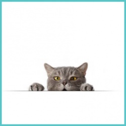 Για Γάτες Για Γάτες