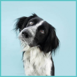 Για Σκύλους Για Σκύλους