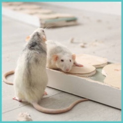 Για Ποντίκια Για Ποντίκια