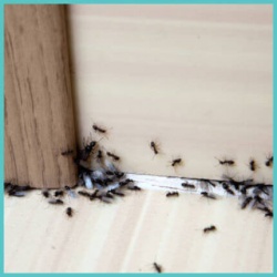 Εντομοκτόνα Εντομοκτόνα