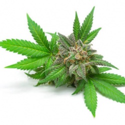 ΠΡΟΙΟΝΤΑ ΚΑΝΝΑΒΗΣ